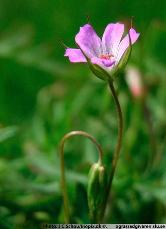 Duvnäva (G. columbinum). Blomma.
